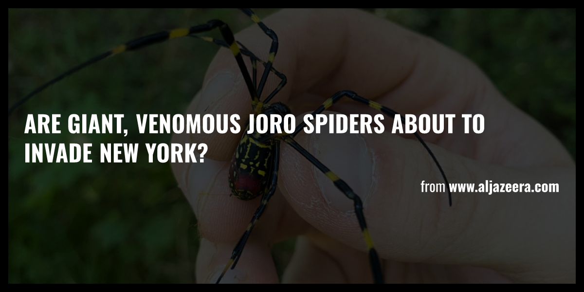 Are Giant Venomous Joro Spiders About To Invade New York Briefly